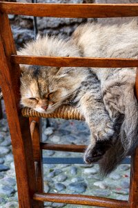 Rest german longhaired pointer chair