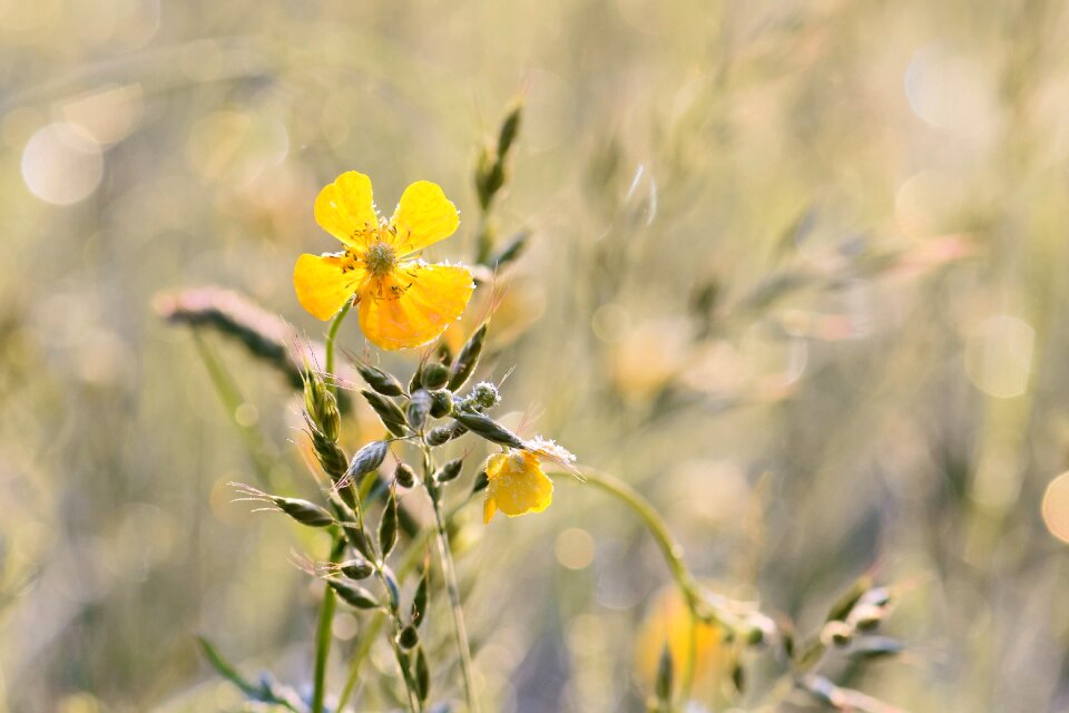 Nature meadow bloom