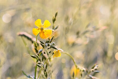 Nature meadow bloom photo