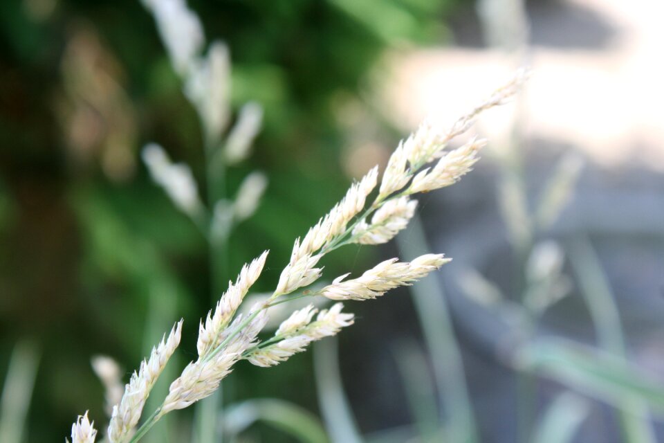 Grasses blade of grass landscape