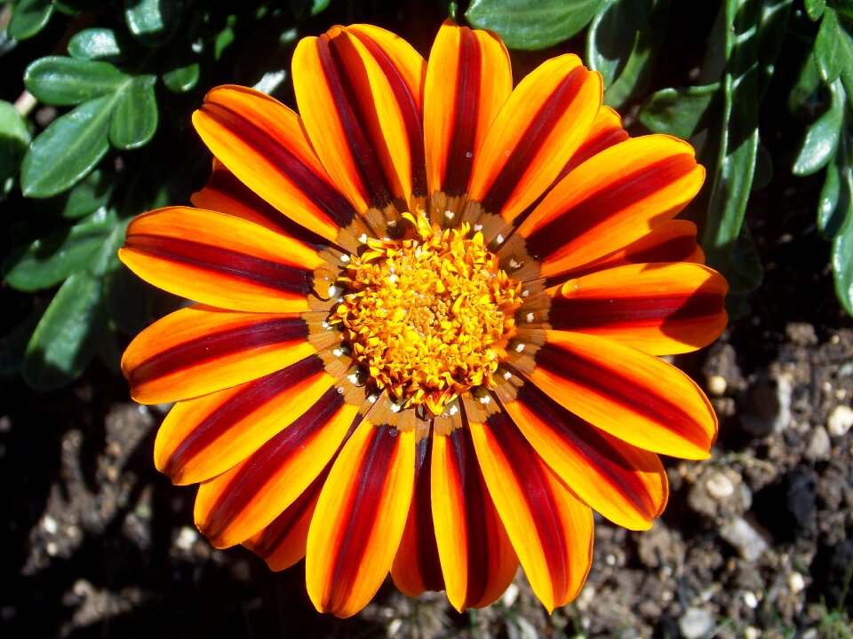 Gazania orange stamen