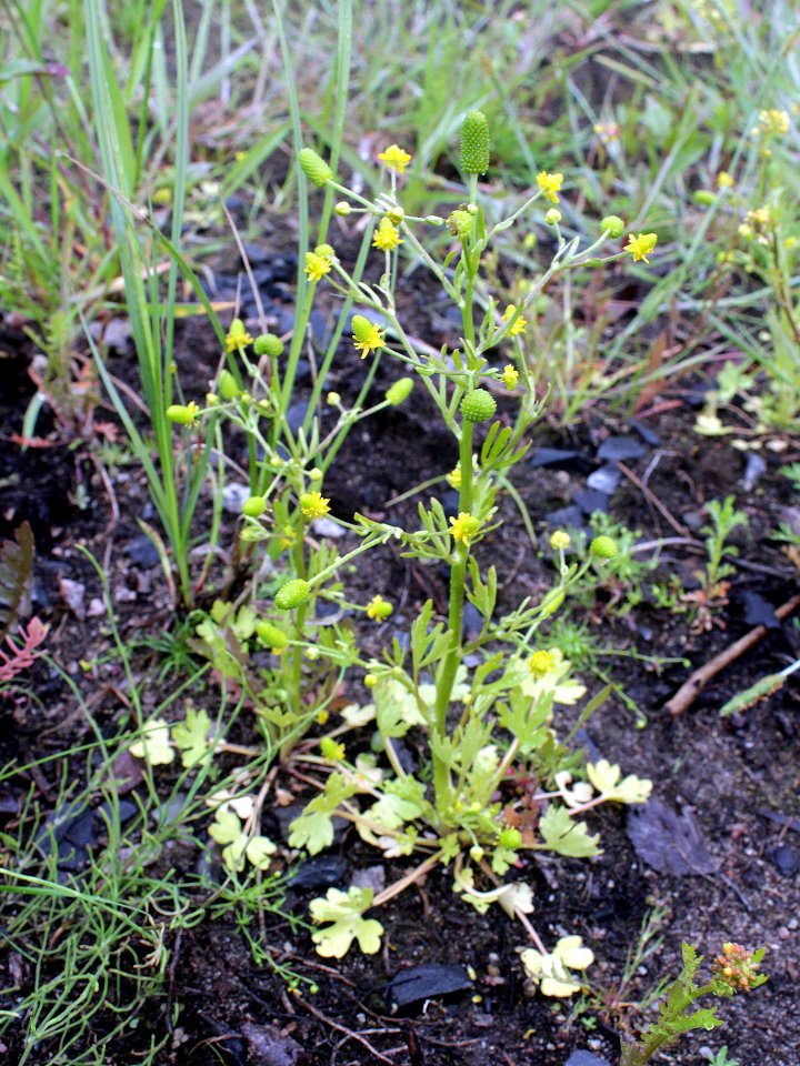 Ranunculus sceleratus Oulu, Finland 14.06.2013