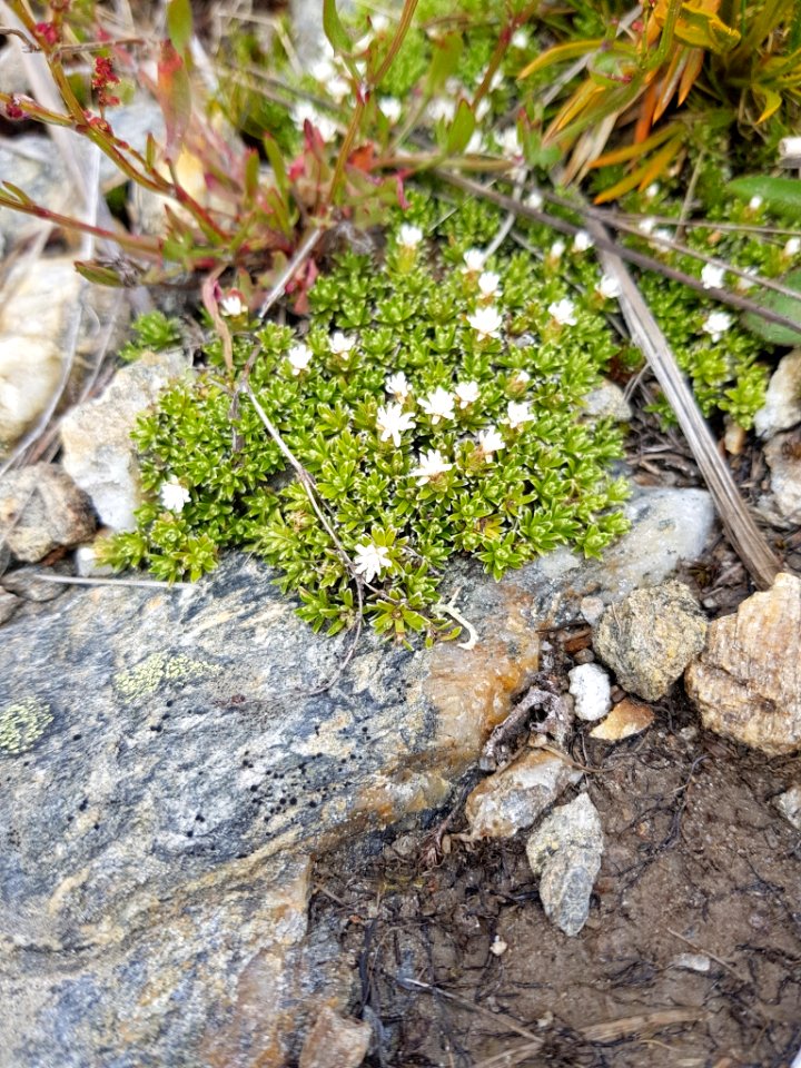 Raoulia subsericea 111306916