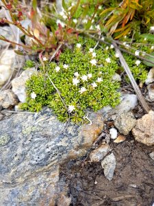 Raoulia subsericea 111306916