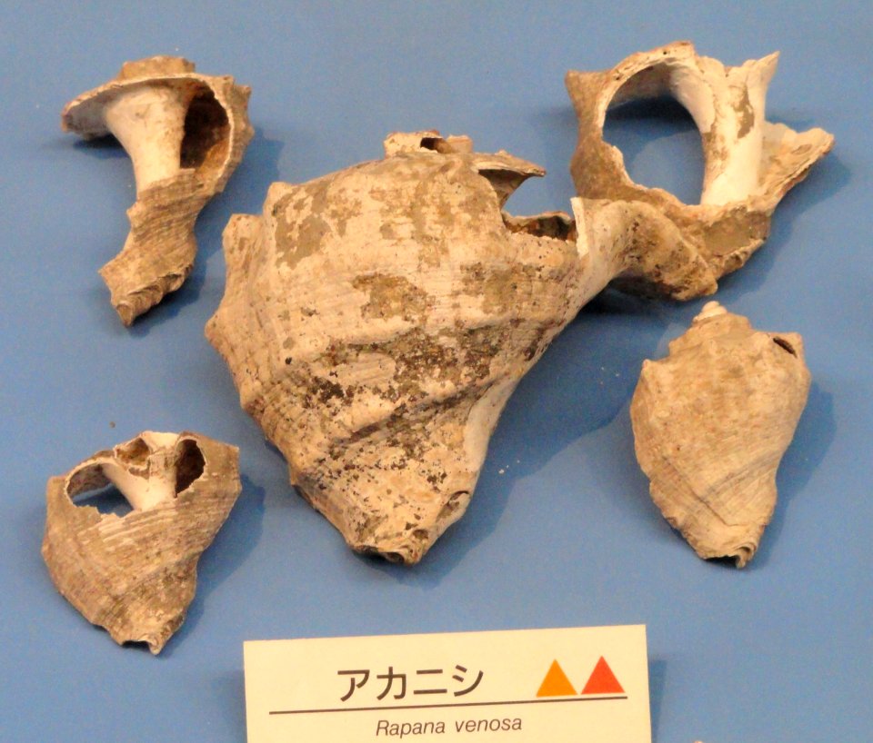 Rapana venosa - Osaka Museum of Natural History - DSC07752