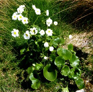 Ranunculus lyallii3 by Peter de Lange