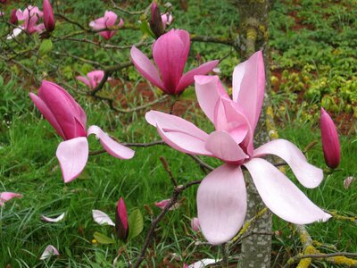 Magnolia flowers spring photo