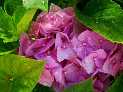 Esőcseppes hydrangeas pink summer flower garden photo