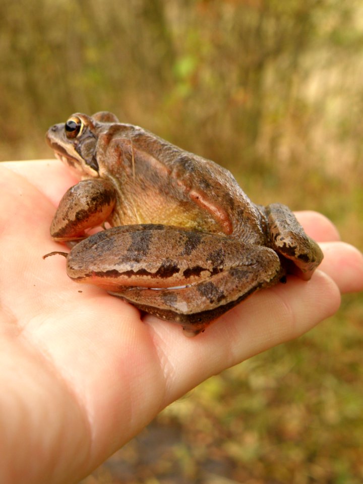 Rana (skokan)