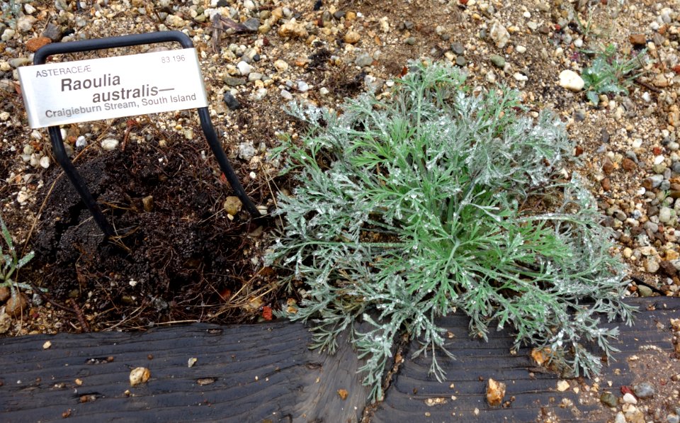Raoulia australis - UC Santa Cruz Arboretum - DSC07574