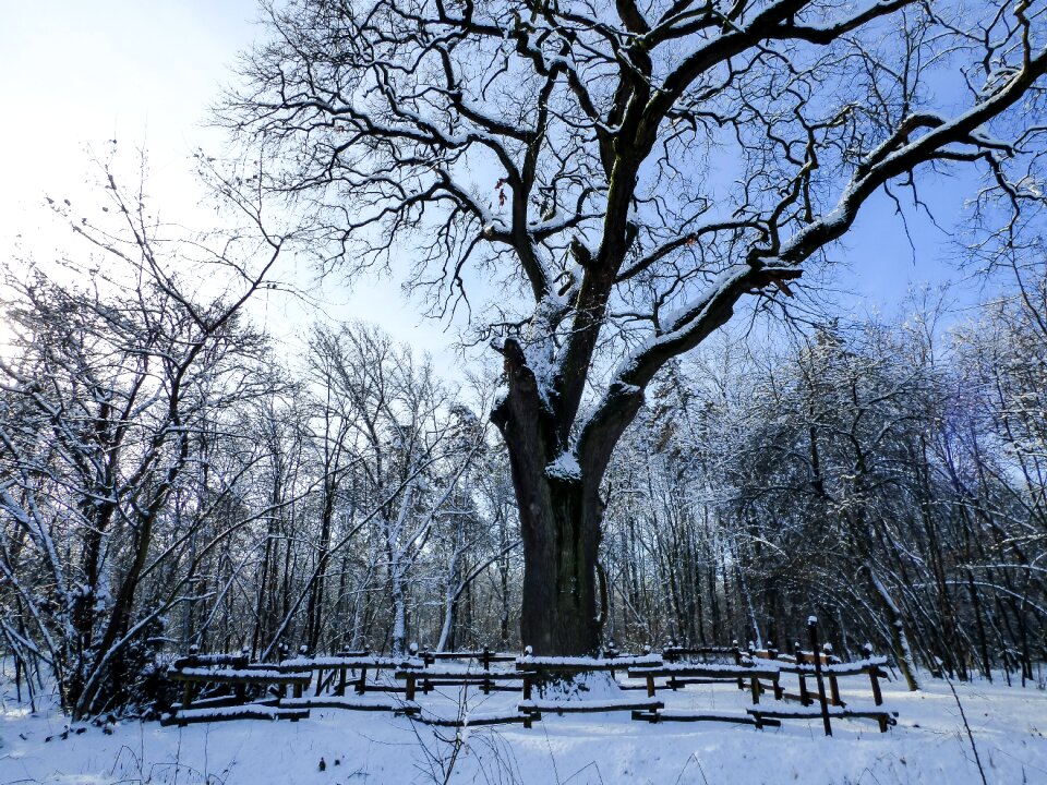 Nature snow forest photo