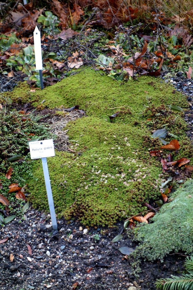 Raoulia glabra - Botanischer Garten, Dresden, Germany - DSC08407