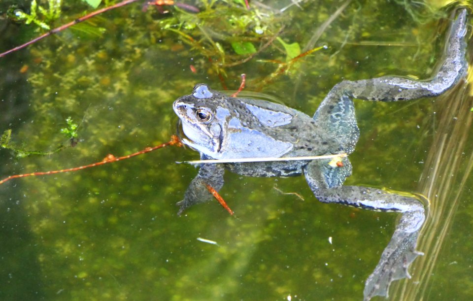 Rana temporaria - Grasfrosch male in Water (3)