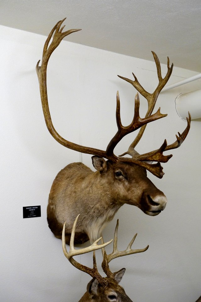 Rangifer tarandus groenlandicus - Mount Angel Abbey Museum - Mount Angel Abbey - Mount Angel, Oregon - DSC09981