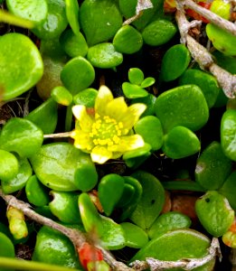 Ranunculus acaulis by Peter de Lange
