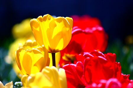 Spring tulips konya photo