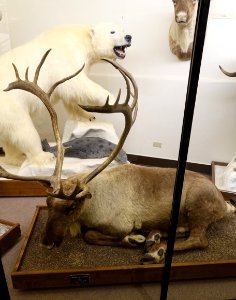 Rangifer tarandus caribou - Mount Angel Abbey Museum - Mount Angel Abbey - Mount Angel, Oregon - DSC09995