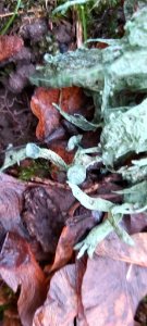 Ramalina fraxinea 59494743