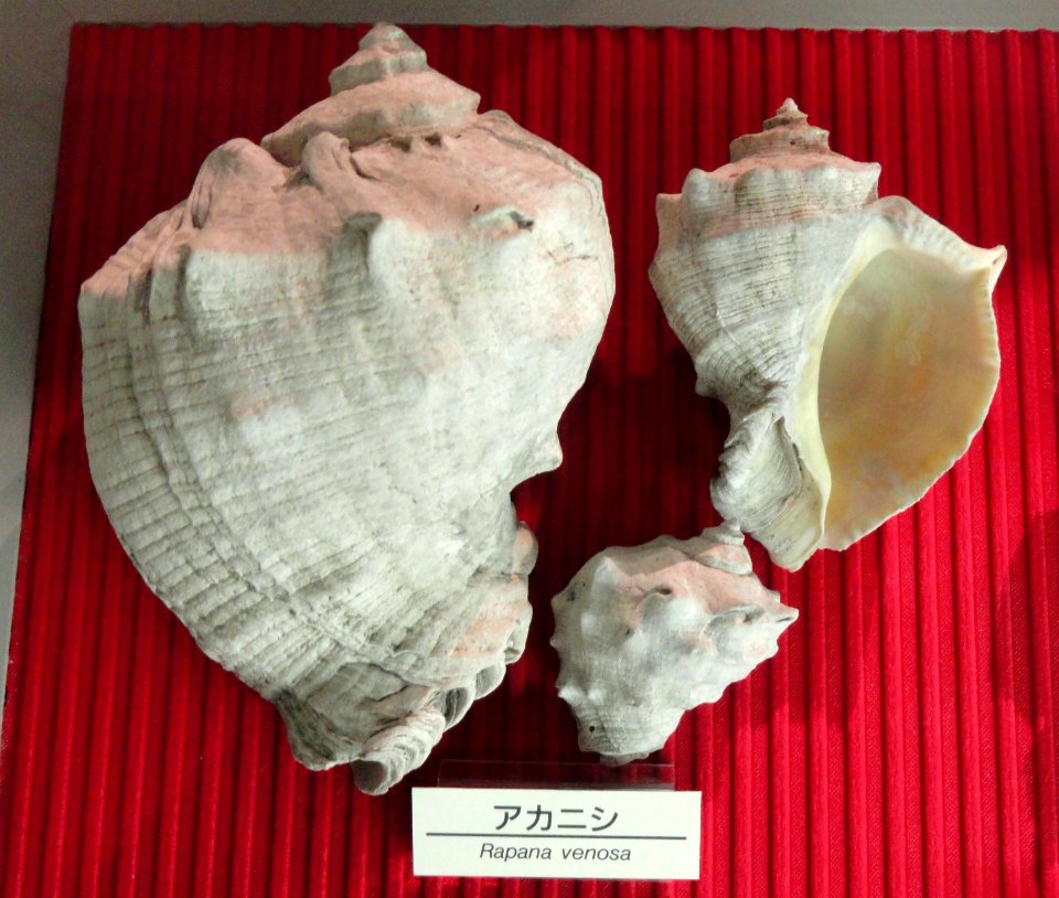 Rapana venosa - Osaka Museum of Natural History - DSC07799
