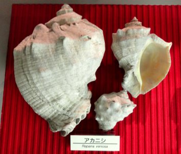 Rapana venosa - Osaka Museum of Natural History - DSC07799 photo