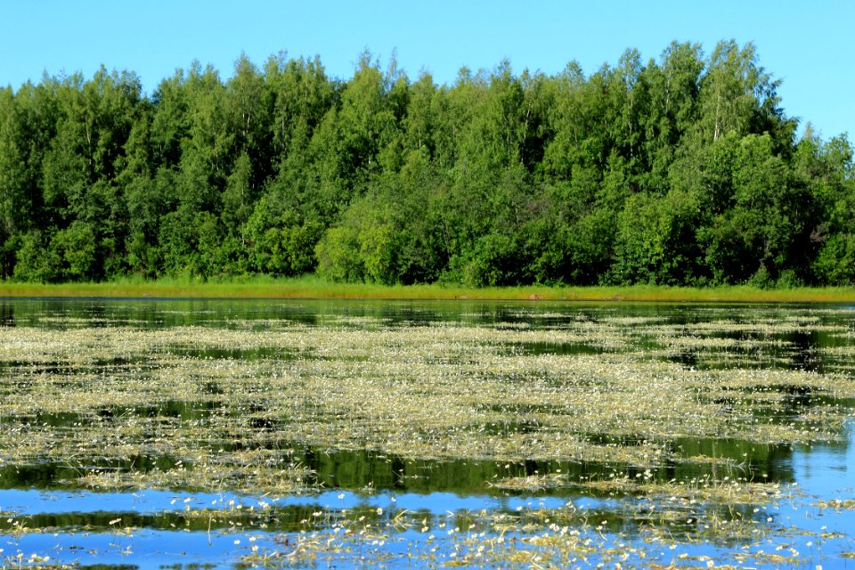Ranunculus Halosenlahti Oulu 20140706 01