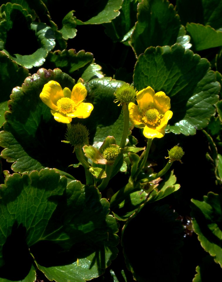 Ranunculus insignis by Peter de Lange