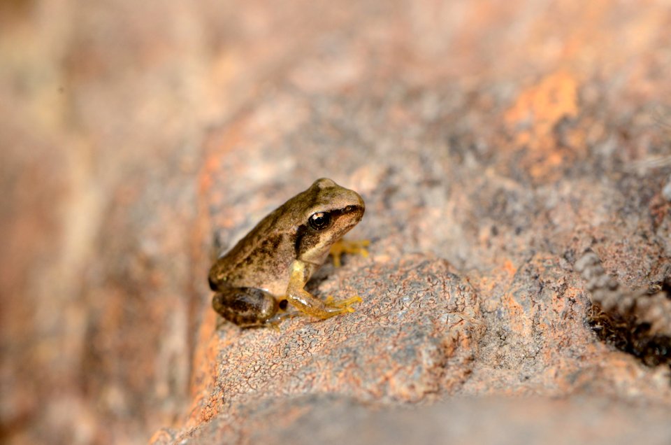 Rana temporaria juv