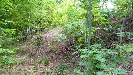 Raperswilen TG Schanz