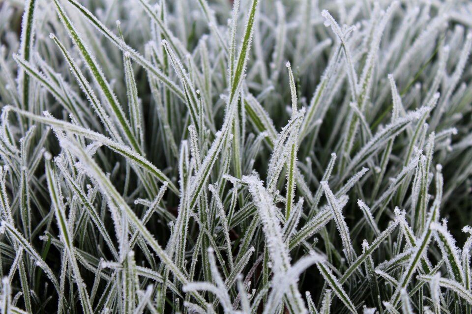 Background cold gray grass