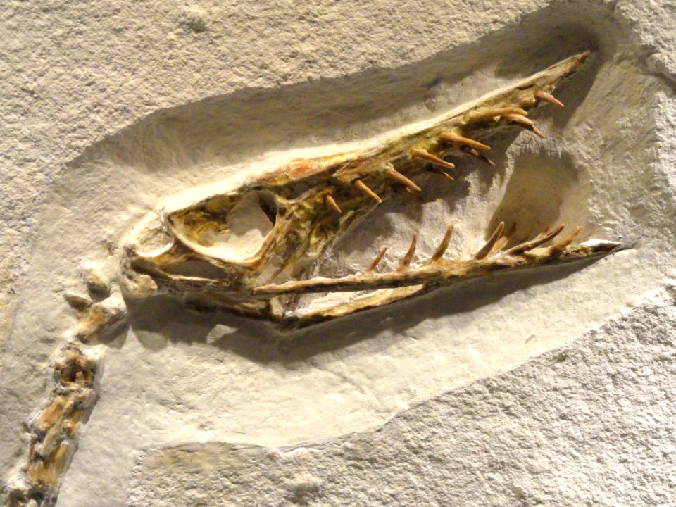 Ramphorhynchus sp., view 2, Late Late Jurassic, Tithonian Age, Solnhofen Lithographic Limestone, Eichstatt, Bavaria, Germany - Houston Museum of Natural Science - DSC01863