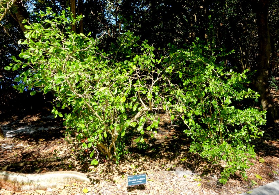 Randia aculeata - Marie Selby Botanical Gardens - Sarasota, Florida - DSC01360