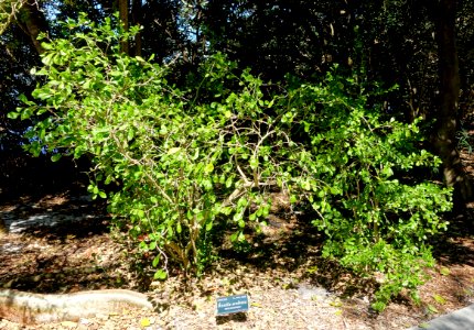 Randia aculeata - Marie Selby Botanical Gardens - Sarasota, Florida - DSC01360