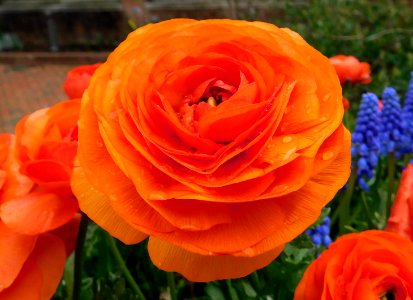 Ranunculus asiaticus mache orange