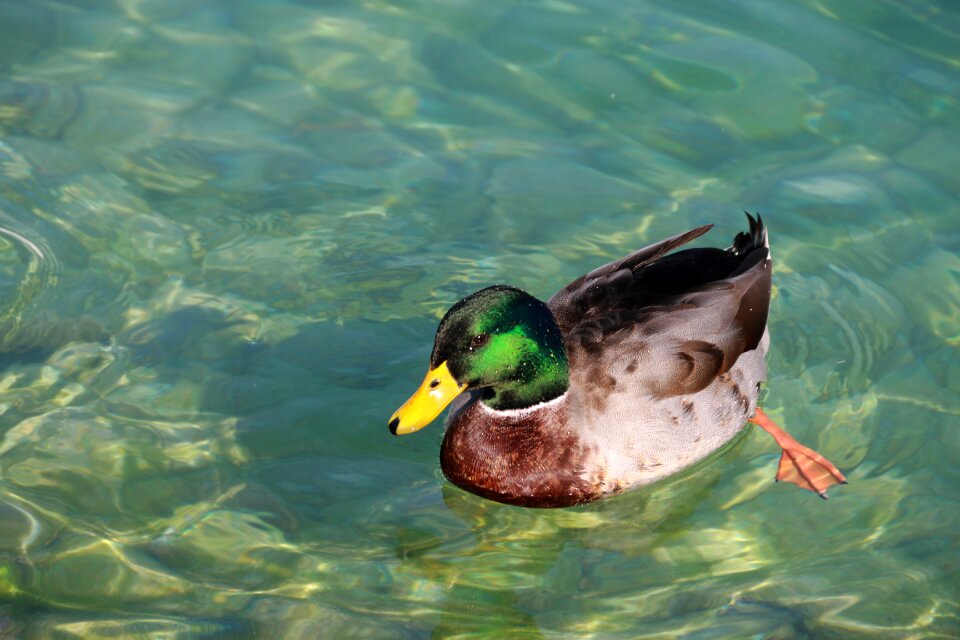 Duck water green