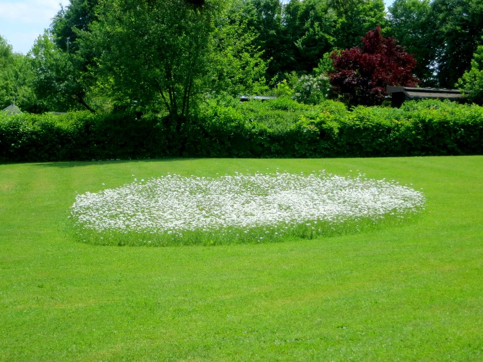 Rasenschnitt mit Blüten