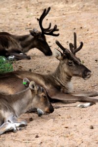 Rangifer tarandus fennicus (juvenile and two adults)