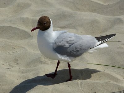 Seagull sand beach photo