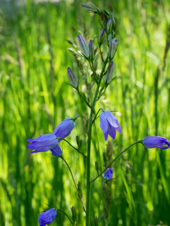 Rapunzel Glockenblume H2