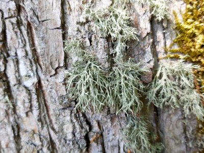 Ramalina farinacea 91262801