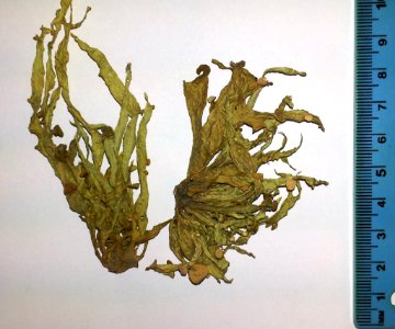 Ramalina inflexa 2252380