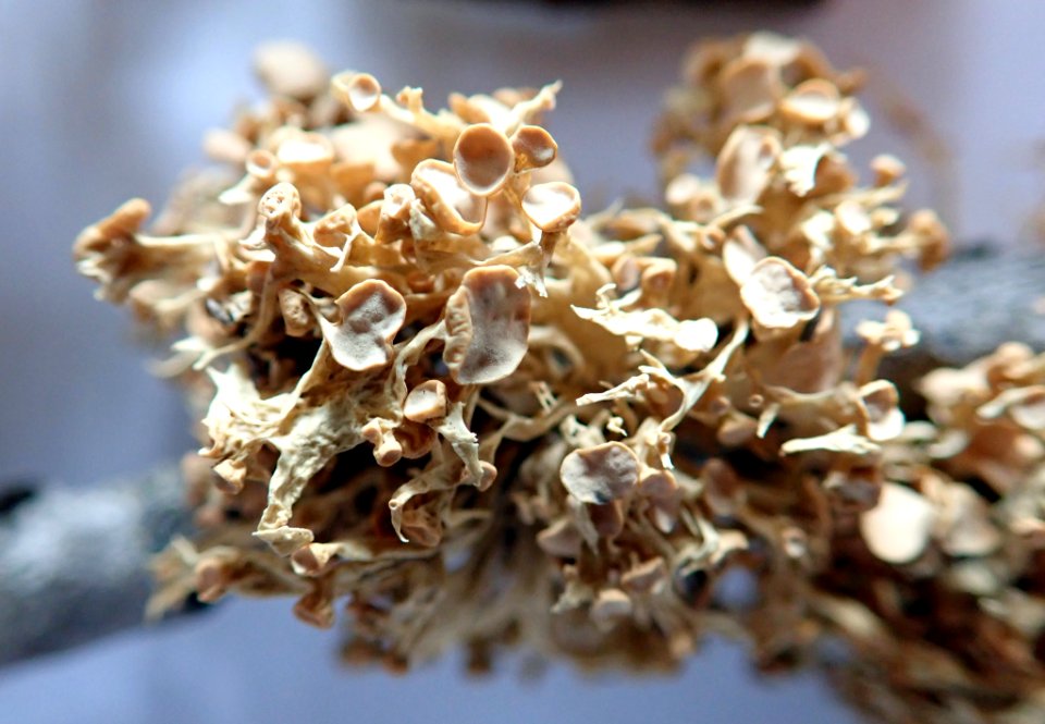 Ramalina glaucescens 91370898