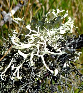 Ramalina glaucescens 11883689