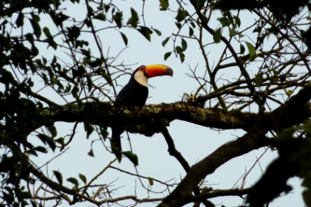 Ramphastos toco Iguazu photo