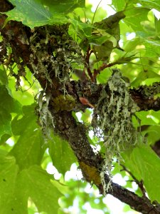 Ramalina fraxinea 80794514