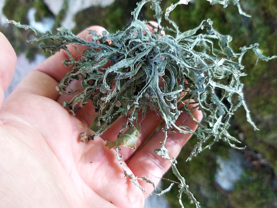 Ramalina fraxinea 91256179