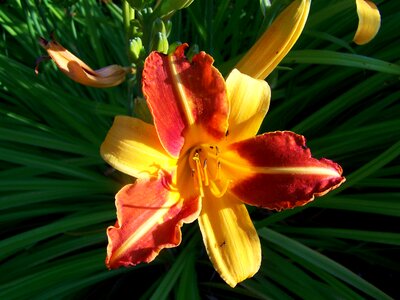 Daylily flower garden yellow-orange-red color photo