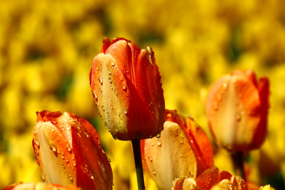 Red tulip yellow konya spring