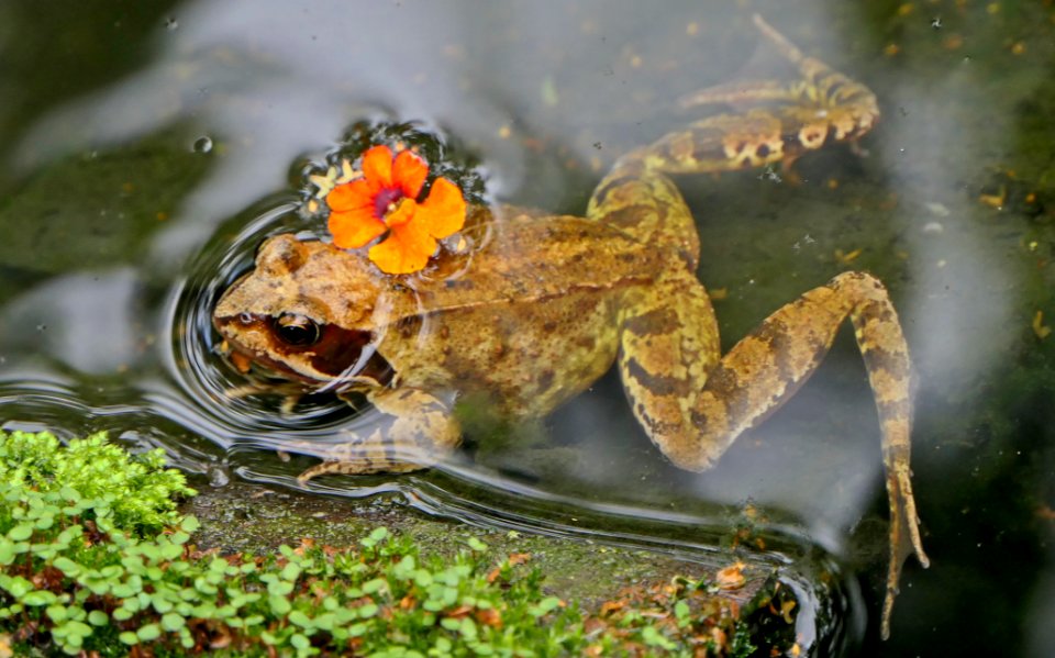 Rana temporaria - Grasfrosch with flower