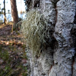 Ramalina farinacea 120240724