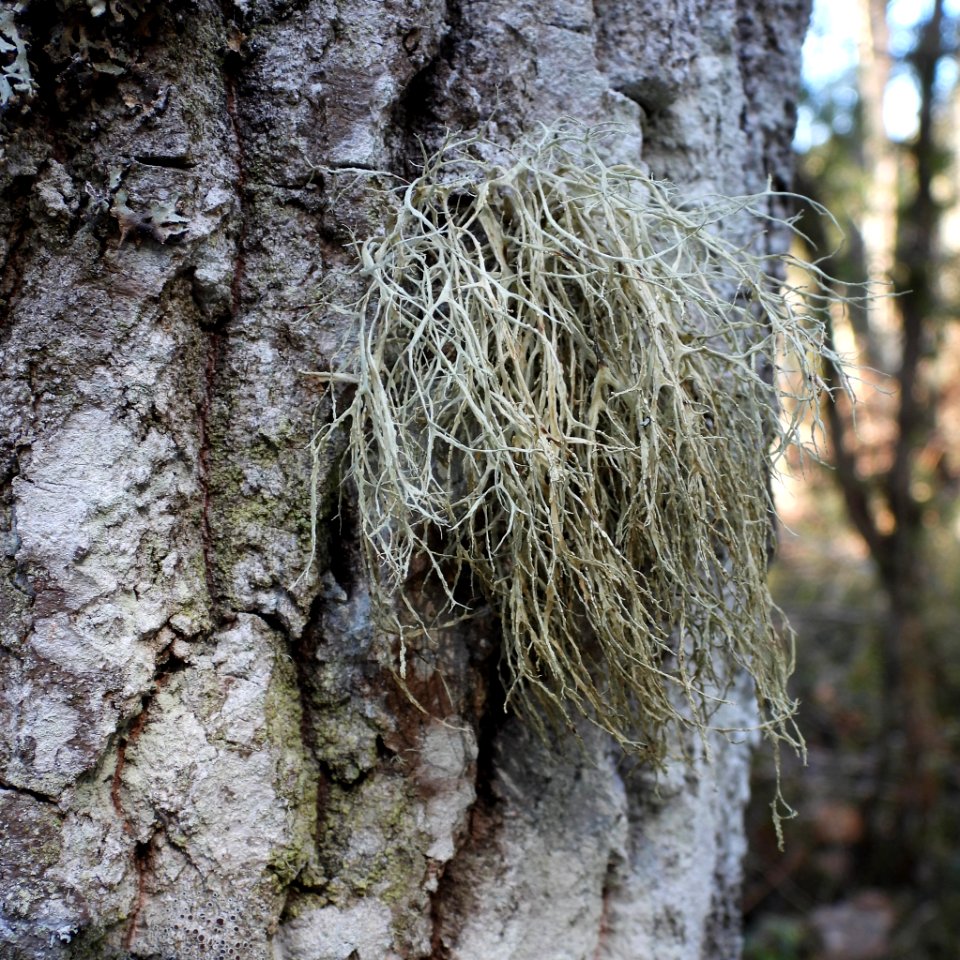 Ramalina farinacea 120240706
